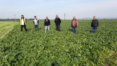 Bursa’da ıspanağa korona darbesi