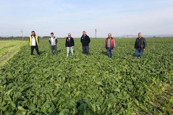 Bursa’da ıspanağa korona darbesi