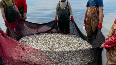 İznik Gölü balığa doydu… 2 günde 20 ton avladılar…