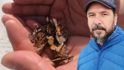 Profesörden uyarı: Daha önce görmediğimiz böcek türlerine rastlayacağız