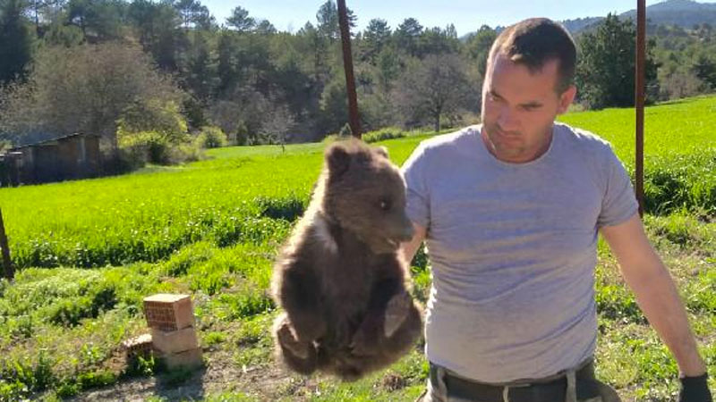 Ankara’da çiftçinin bulduğu yavru ayı, Bursa’ya götürüldü Ankara’da çiftçinin bulduğu yavru ayı, Bursa’ya götürüldü