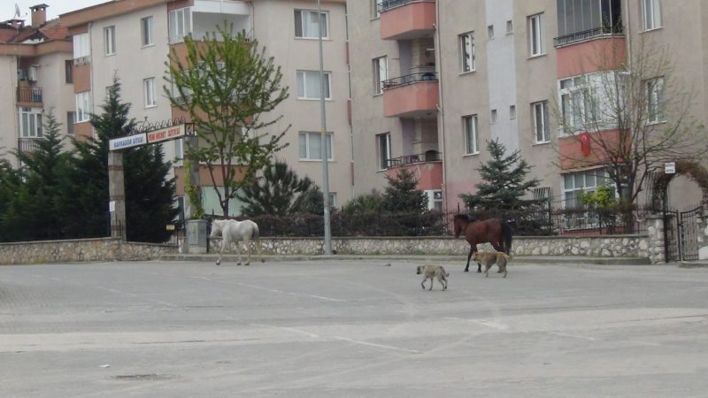 Bursa onlara emanet… Boş sokak ve caddelerin keyfini sürdüler… Bursa'da boş kalan cadde ve sokakların tadını atlar ve köpekler