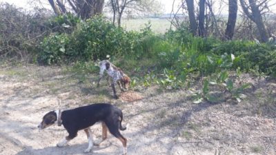 Bursa’da sokak hayvanlarına dost eli