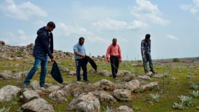 Uzmanlar önerdi: Çekirge istilasını bitirecek