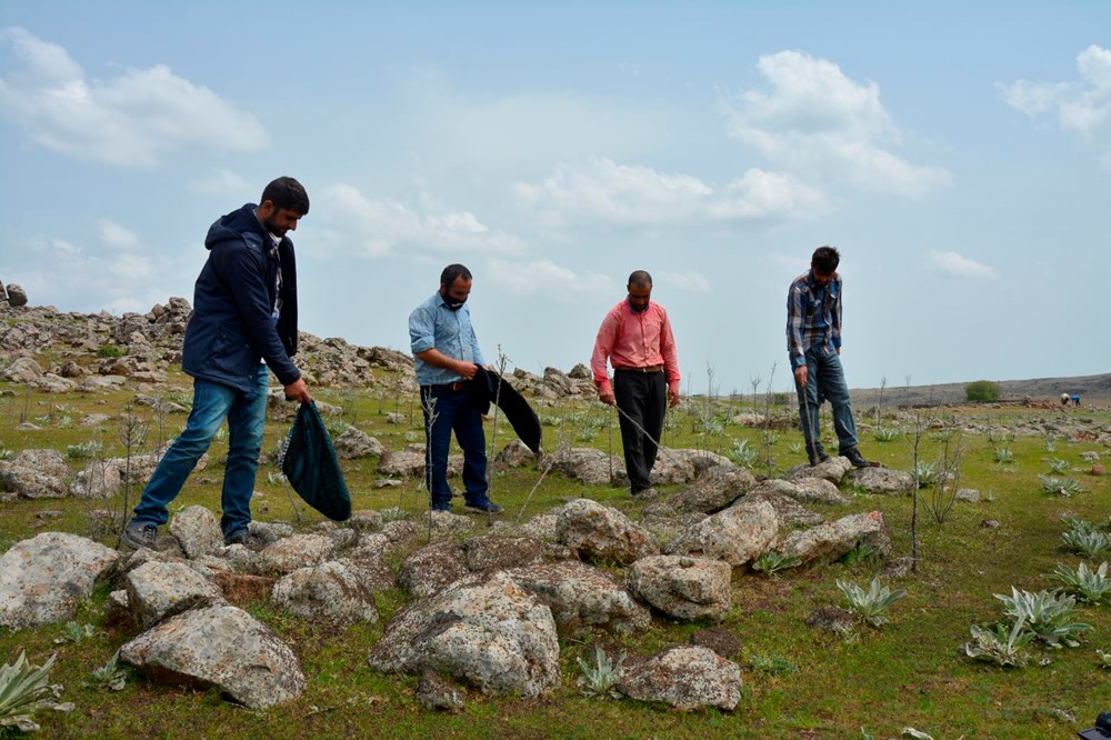 Uzmanlar önerdi: Çekirge istilasını bitirecek