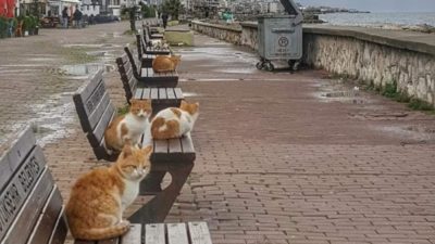 Bursada deniz kıyıları kedilere kaldı