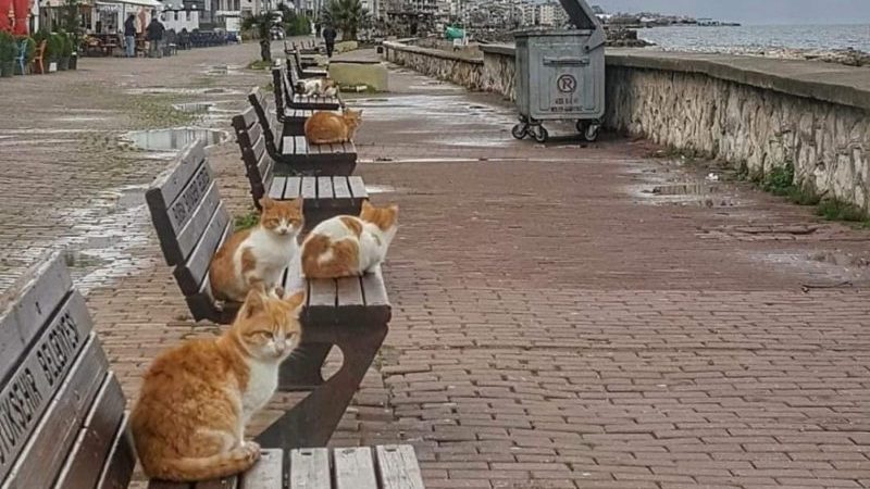 Bursada deniz kıyıları kedilere kaldı Bursada deniz kıyıları kedilere kaldı