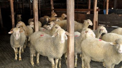 TİGEM’den 8 bin satılık kuzu…