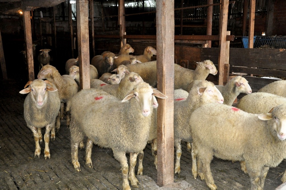 TİGEM’den 8 bin satılık kuzu…