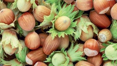 20 bin ton fındık satılacak