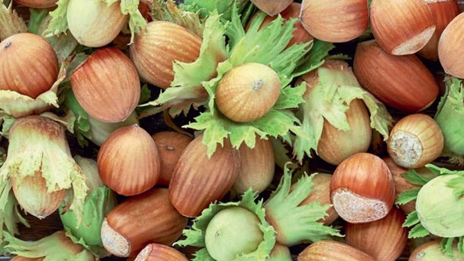 20 bin ton fındık satılacak