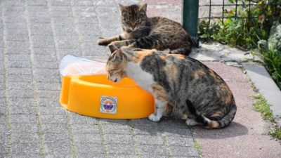 Gemlik’de mama kapları uygun alanlara yerleştiriliyor