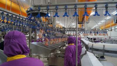 Has Tavuk’tan personel arttırımı