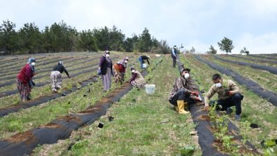 İnegöl yaban mersininin merkezi olacak