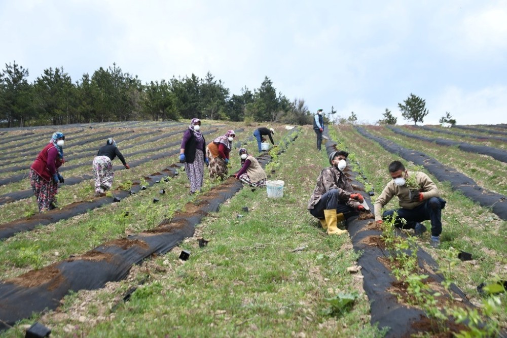 İnegöl yaban mersininin merkezi olacak