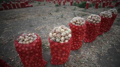 Bursalı üretici harıl harıl çalışıyor!