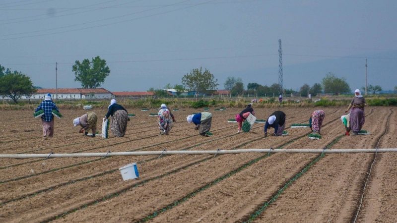 Çiftçiye müjde! Ücretsiz alacaklar… Cumhurbaşkanı Erdoğan'ın talimatıyla çiftçilere ücretsiz Hazine arazisi tahsisindeki çalışmalarda sona