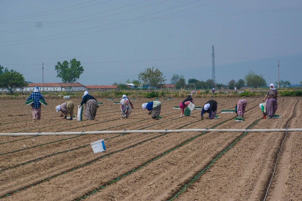 Çiftçiye müjde! Ücretsiz alacaklar…