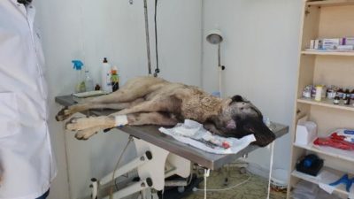 Sahibi vurdu, hayvanseverler sahip çıktı… Gemlik’te inanılmaz olay…