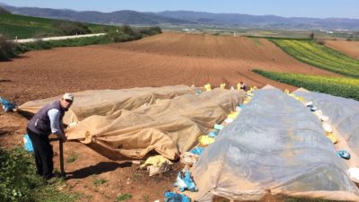 Bursalı çiftçiler harıl harıl…