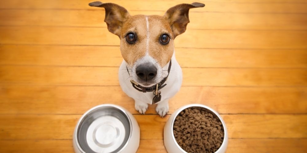‘Evcil hayvanlar için önlem paketi hazırlayın’