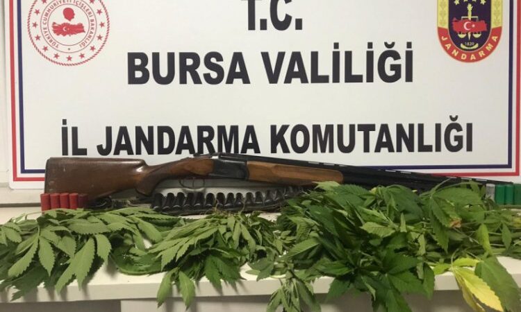  Bursa'nın İnegöl ilçesinde 32 kök hint keneviri ele geçirildi.