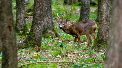 1966’da 7 tane kalmışlardı! Sevindiren gelişme
