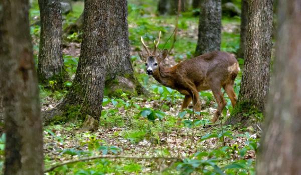 1966’da 7 tane kalmışlardı! Sevindiren gelişme