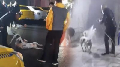 Pitbull dehşeti! Tazyikli su sıkarak ayırdılar