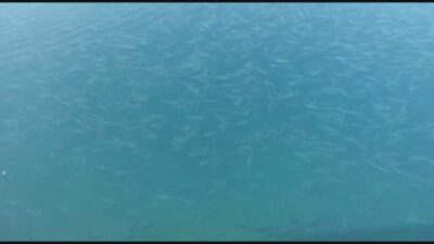 Şaşkına çeviren görüntü: Binlerce balık kıyıya geldi