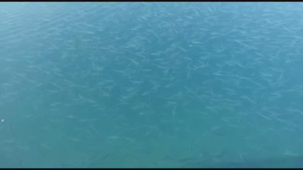 Şaşkına çeviren görüntü: Binlerce balık kıyıya geldi