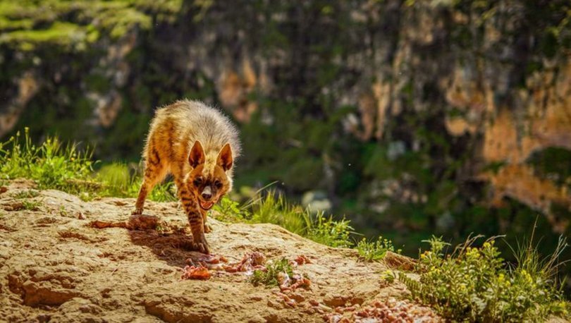 Nesli tükenme tehlikesi altındaki çizgili sırtlan Adıyaman’da görüntülendi