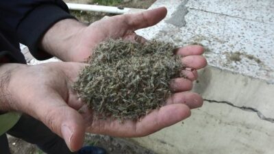 Korkutan görüntü! Tüm ilçeyi ‘kronomid’ler sardı