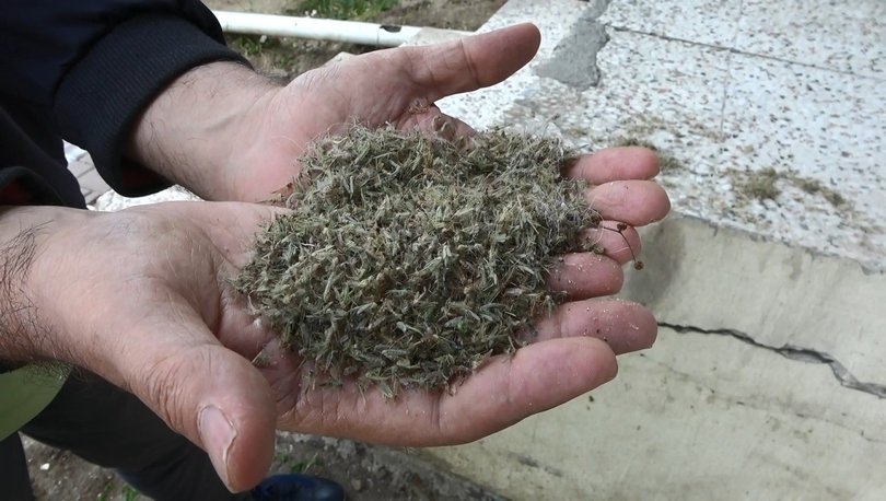 Korkutan görüntü! Tüm ilçeyi ‘kronomid’ler sardı