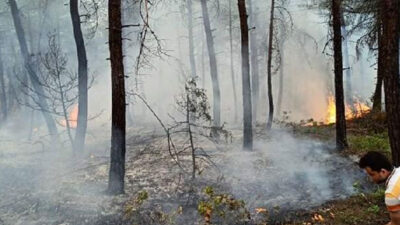 Bursa’da orman yangını