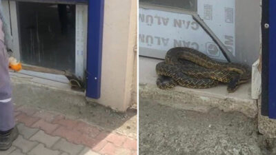 Bursa’da sıcakla birlikte yılanlar ortaya çıkmaya başladı