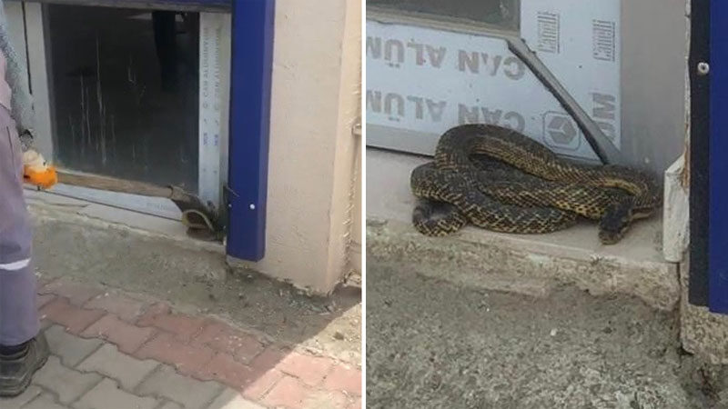 Bursa’da sıcakla birlikte yılanlar ortaya çıkmaya başladı Bursa’da son 75 yılın en sıcak mayıs ayı yaşanırken, İznik