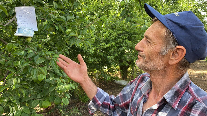 Bursa’nın İznik ilçesinde, aşeren hamile eşi için tarladaki ağaçtan erik