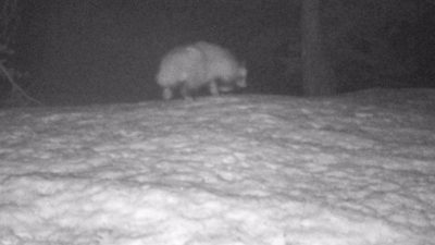 Türkiye’de ilk kez görüldü! ‘Koronavirüsü insana geçiren tür olabilir’