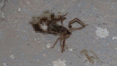 Et yiyen ‘sarıkız’ tedirgin etti! Havalar ısınınca…