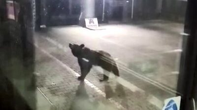 Aç kalan ayılar teleferiğe indi