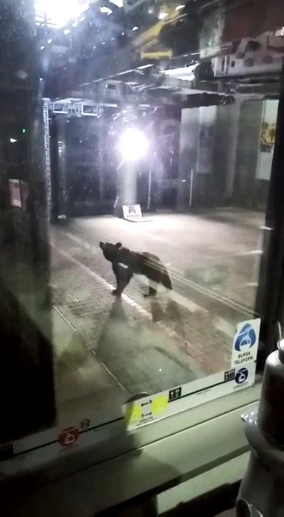 Aç kalan ayılar teleferiğe indi