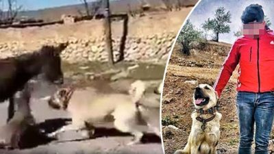 Görüntüler büyük tepki çekmişti… Serbest bırakıldı