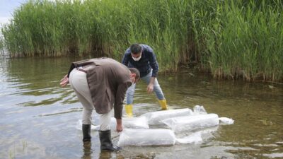 İznik Gölü’ne 70 bin sazan balığı…