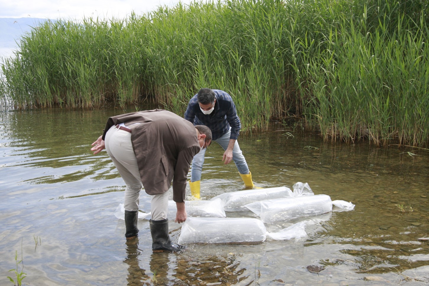 İznik Gölü’ne 70 bin sazan balığı… İznik Gölü’ne 70 bin sazan balığı…