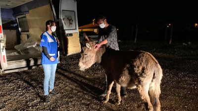 Yavrusuna köpeklerin saldırtıldığı eşek Bursa’ya getirilecek