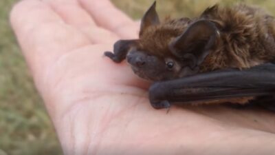 Bursa’da mağaraya girip eline aldığı yarasayı öptü