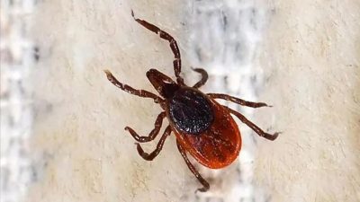 Koronavirüs tehlikesi devam ederken şimdi de…