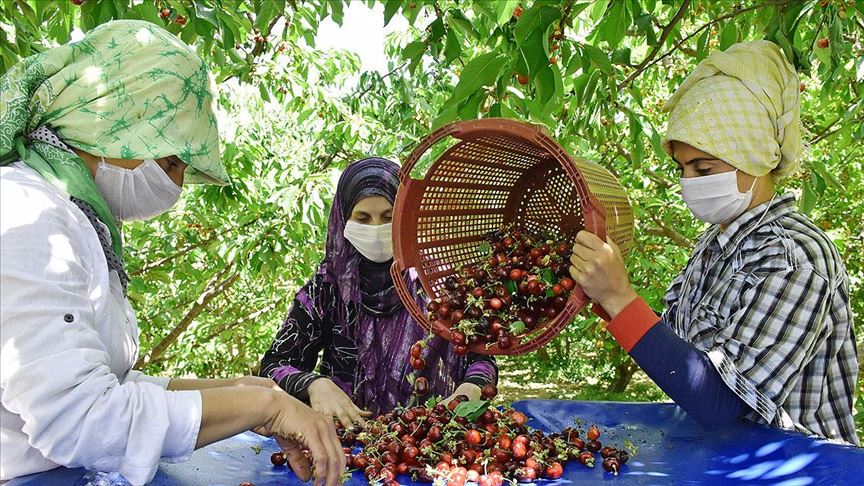 Kirazda rekolte ve ihracat beklentisi yüksek