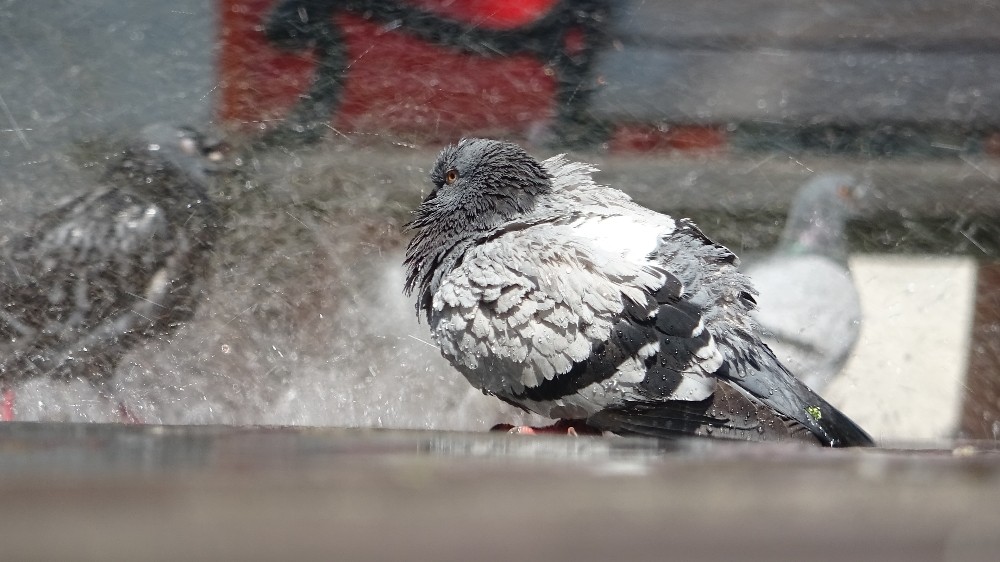 Meydanlar boş kaldı, yüzlerce güvercin böyle yıkandı Meydanlar boş kaldı, yüzlerce güvercin böyle yıkandı